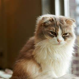 Kent Marlowe (fffffd.lens) Lens social identity (.lens handle) PFP