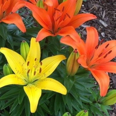 Florian17545030 (florian17545030.lens) Lens social identity (.lens handle) PFP