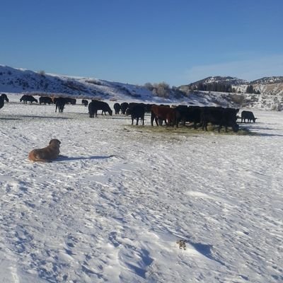 Hereford691 (hereford691.lens) Lens social identity (.lens handle) PFP