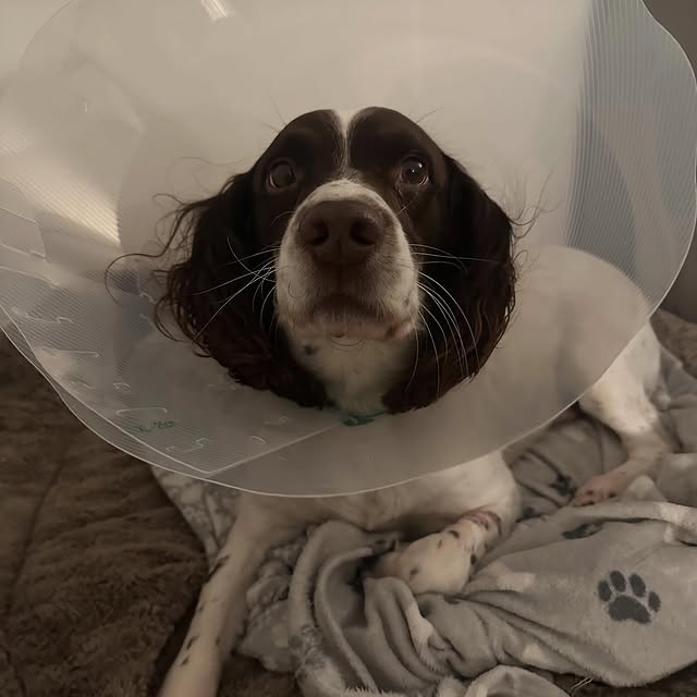 EduQuest Innovators (thinkgeek.lens) Lens social identity (.lens handle) PFP