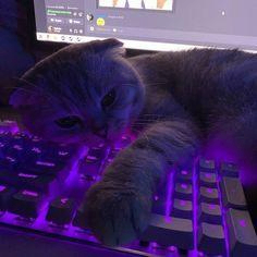 Lucas Bourgeois (robbertthelucasb.lens) Lens social identity (.lens handle) PFP