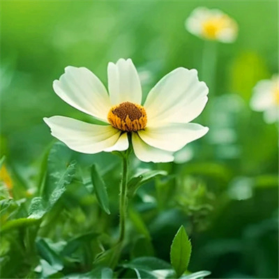 genmi (miuti.lens) Lens social identity (.lens handle) PFP