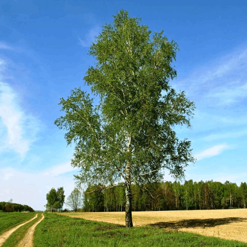 Derzko (derzost.lens) Lens social identity (.lens handle) PFP