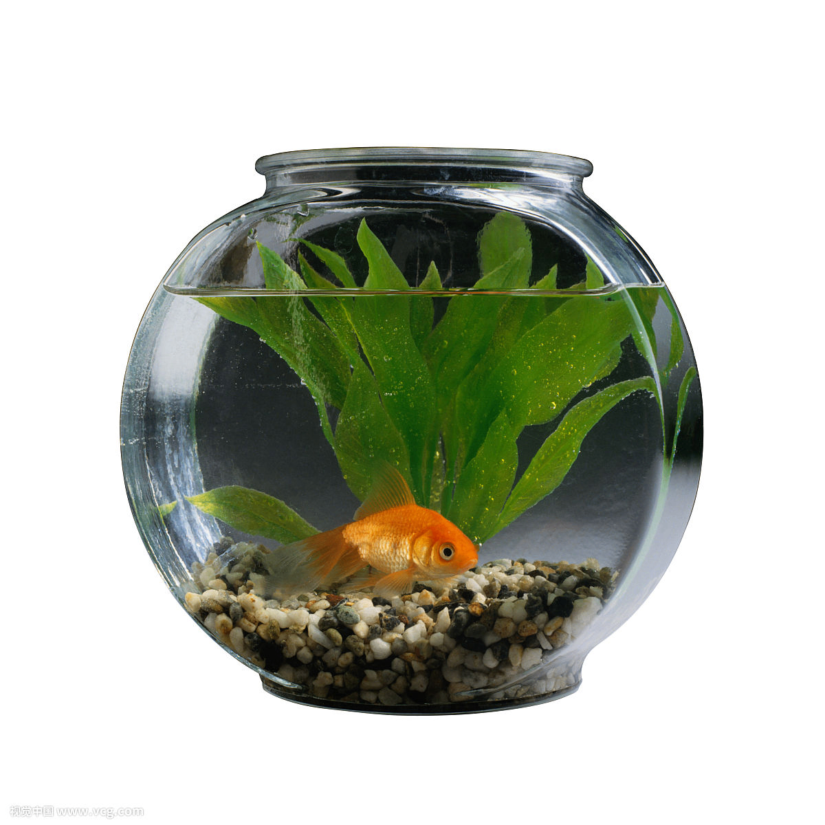 dlc235619 (dlcb235619.lens) Lens social identity (.lens handle) PFP