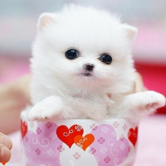 zeynepderya22 (zeynepderya22.lens) Lens social identity (.lens handle) PFP