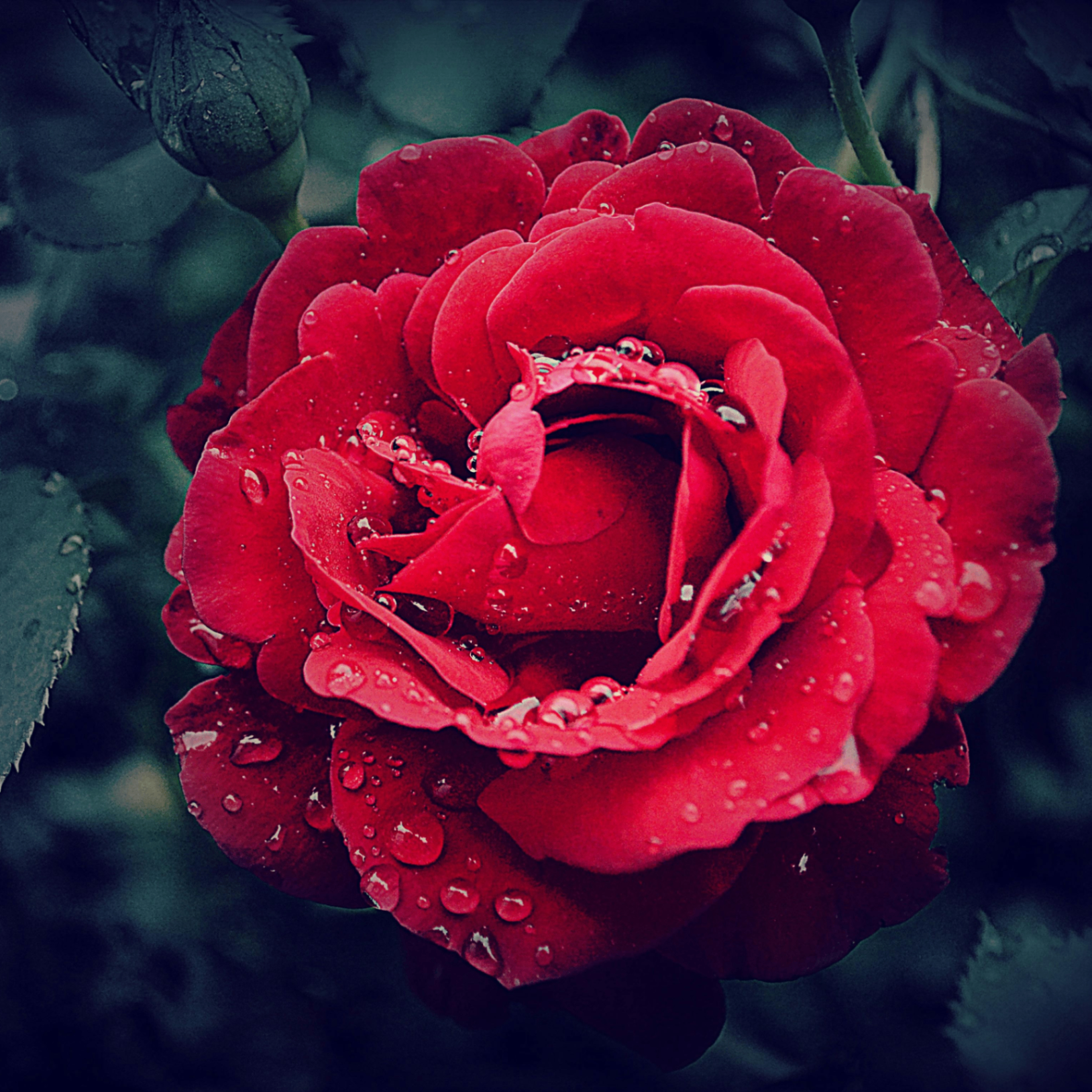 Pratima Haldar (pratima.lens) Lens social identity (.lens handle) PFP