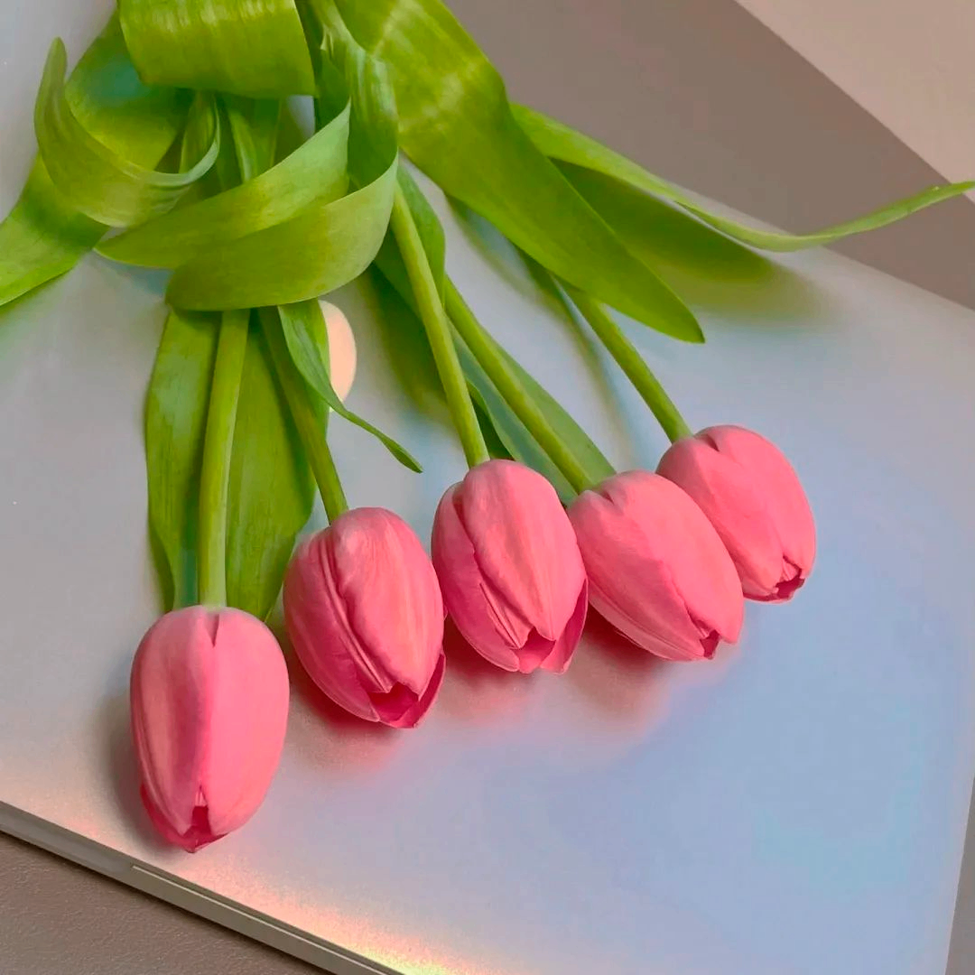 Nora Harrison (gggff.lens) Lens social identity (.lens handle) PFP