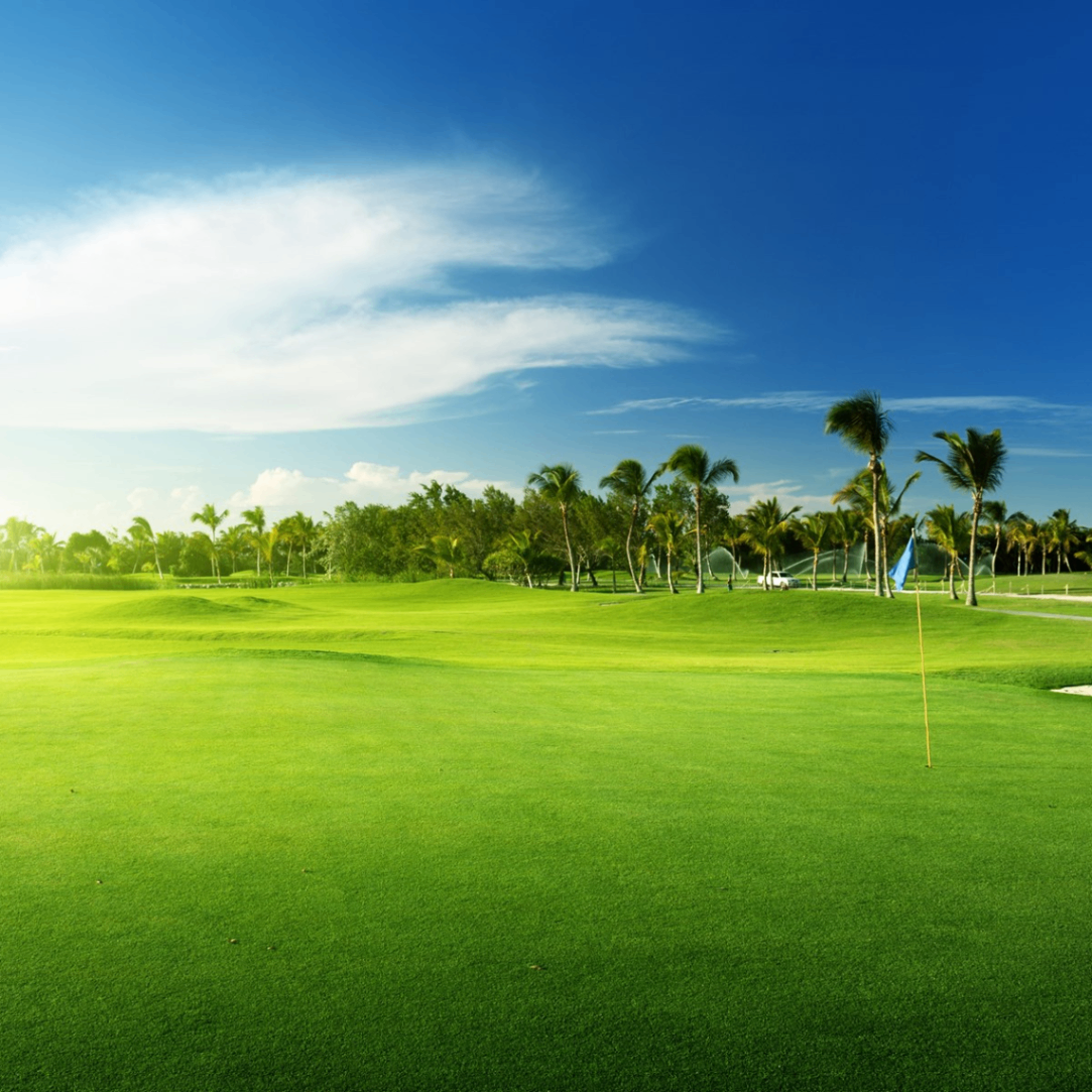 feifeige (sdfasf.lens) Lens social identity (.lens handle) PFP