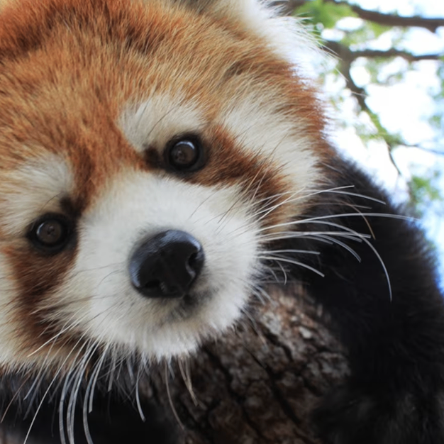 vghbnm (lvvvv.lens) Lens social identity (.lens handle) PFP