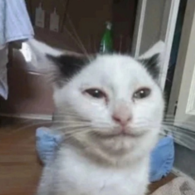 Dima (dimaganiman.lens) Lens social identity (.lens handle) PFP