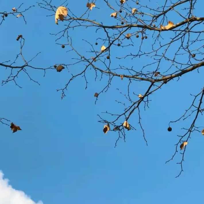 惠民文化 (doogecoin.lens) Lens social identity (.lens handle) PFP