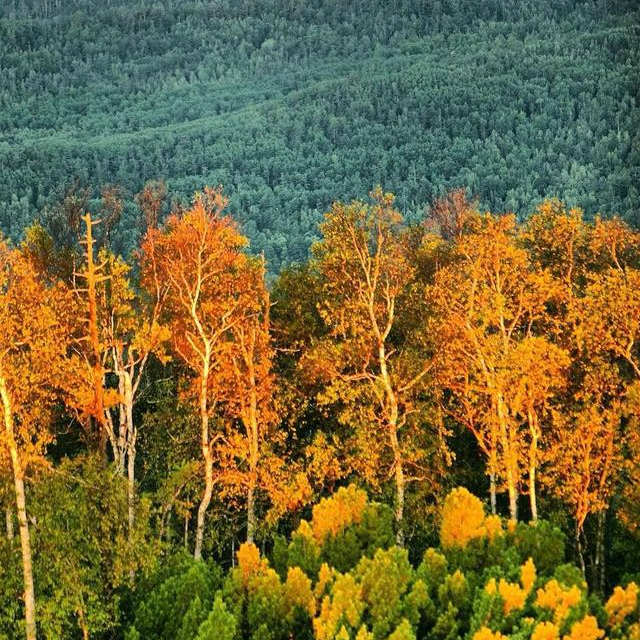 shiguangya (xdgia.lens) Lens social identity (.lens handle) PFP