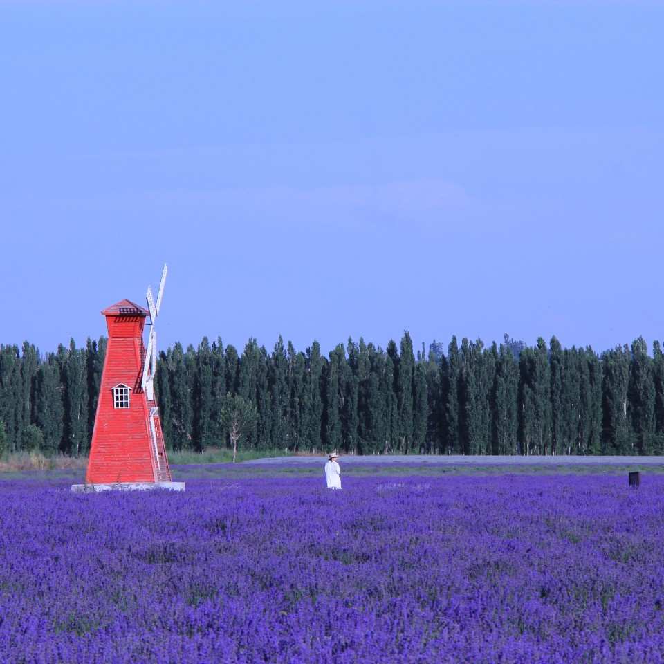 rukixuu (cybertrunk.lens) Lens social identity (.lens handle) PFP