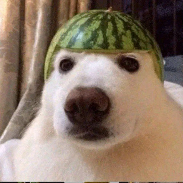 Saket (saket6.lens) Lens social identity (.lens handle) PFP