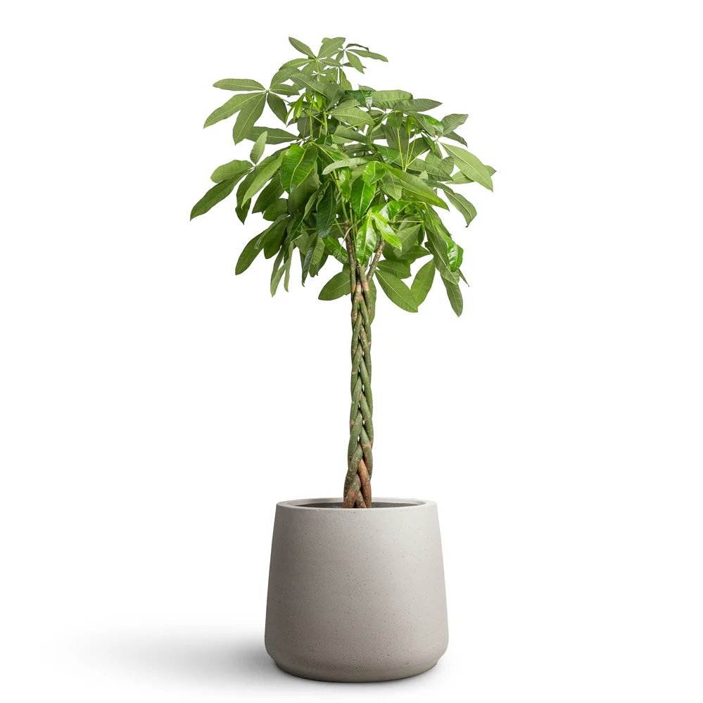 frog (alexxo.lens) Lens social identity (.lens handle) PFP