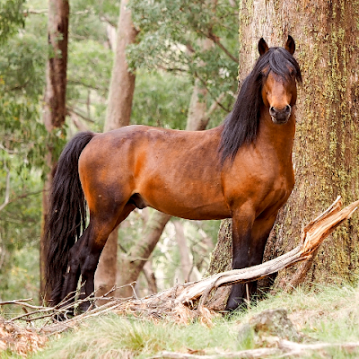 anime.drama.romance (ocsanifw.lens) Lens social identity (.lens handle) PFP