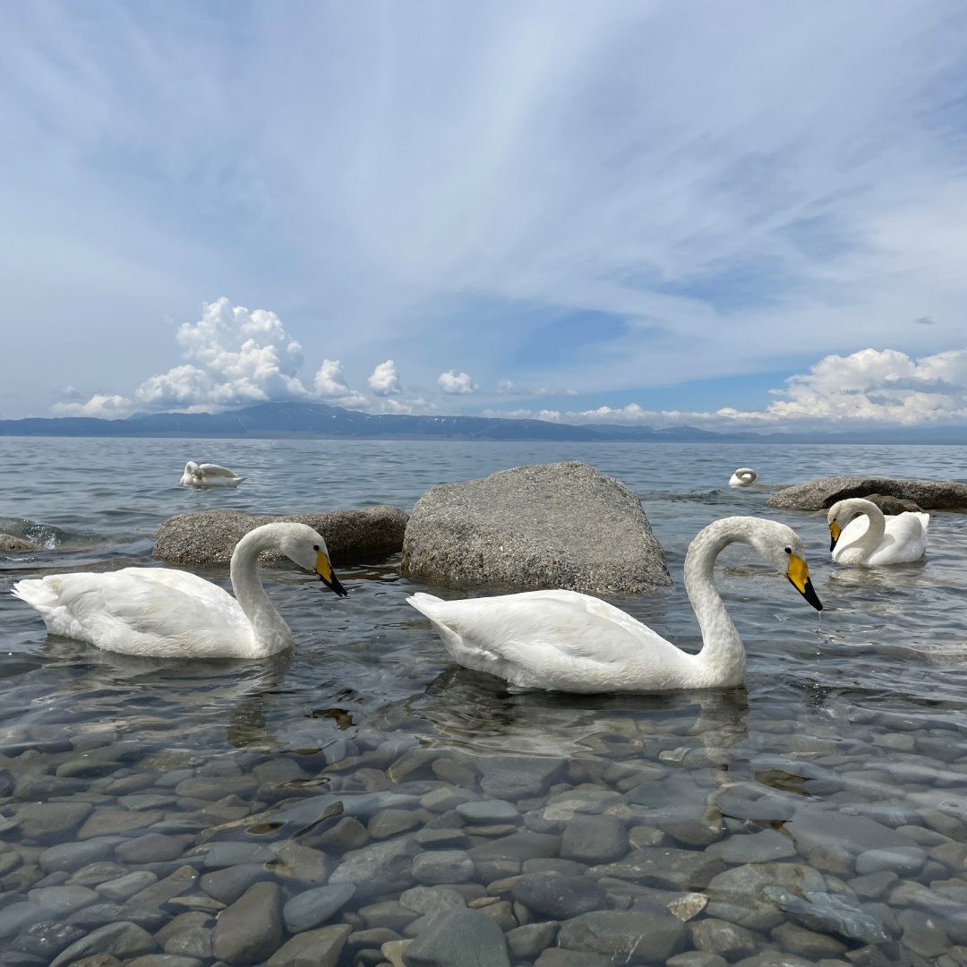 lovethebech (ailaowai.lens) Lens social identity (.lens handle) PFP