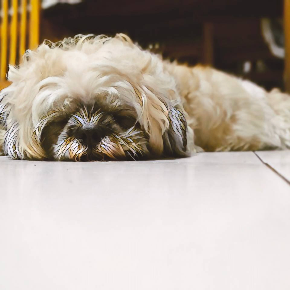 jackopolo (jackopolo.lens) Lens social identity (.lens handle) PFP