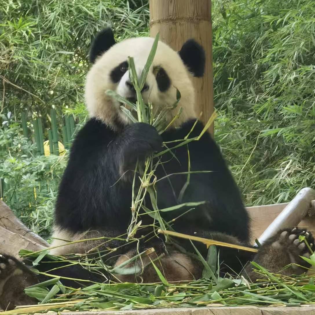 Panda Envoy (pandaenvoy.lens) Lens social identity (.lens handle) PFP