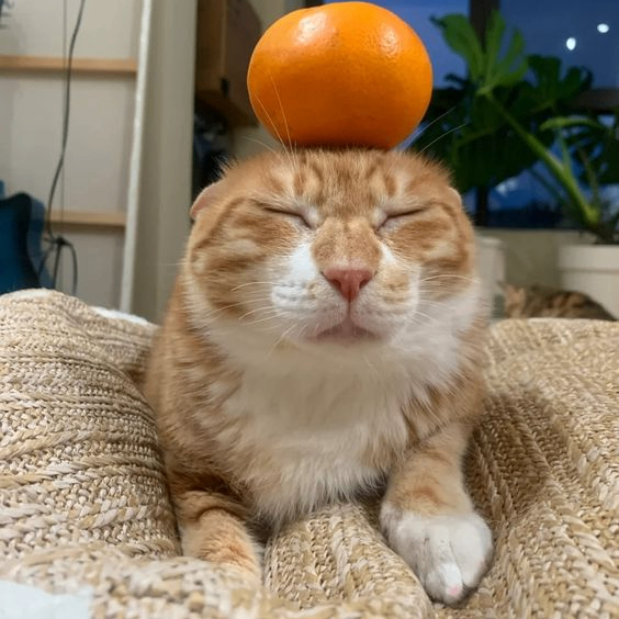 Dreamer (dreamerrr.lens) Lens social identity (.lens handle) PFP