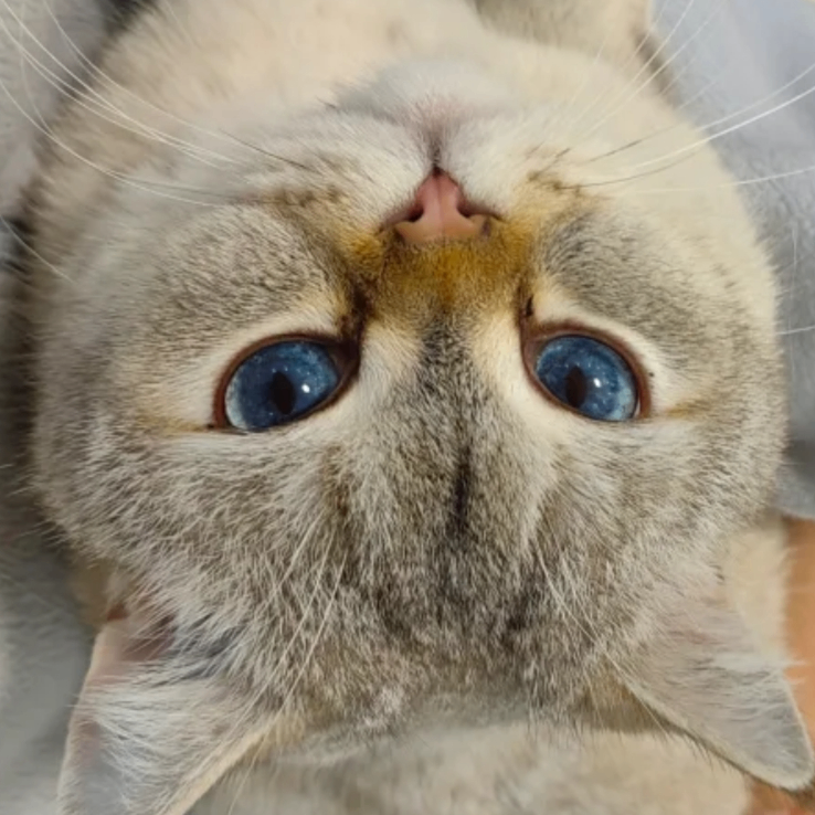 dely (johndely.lens) Lens social identity (.lens handle) PFP