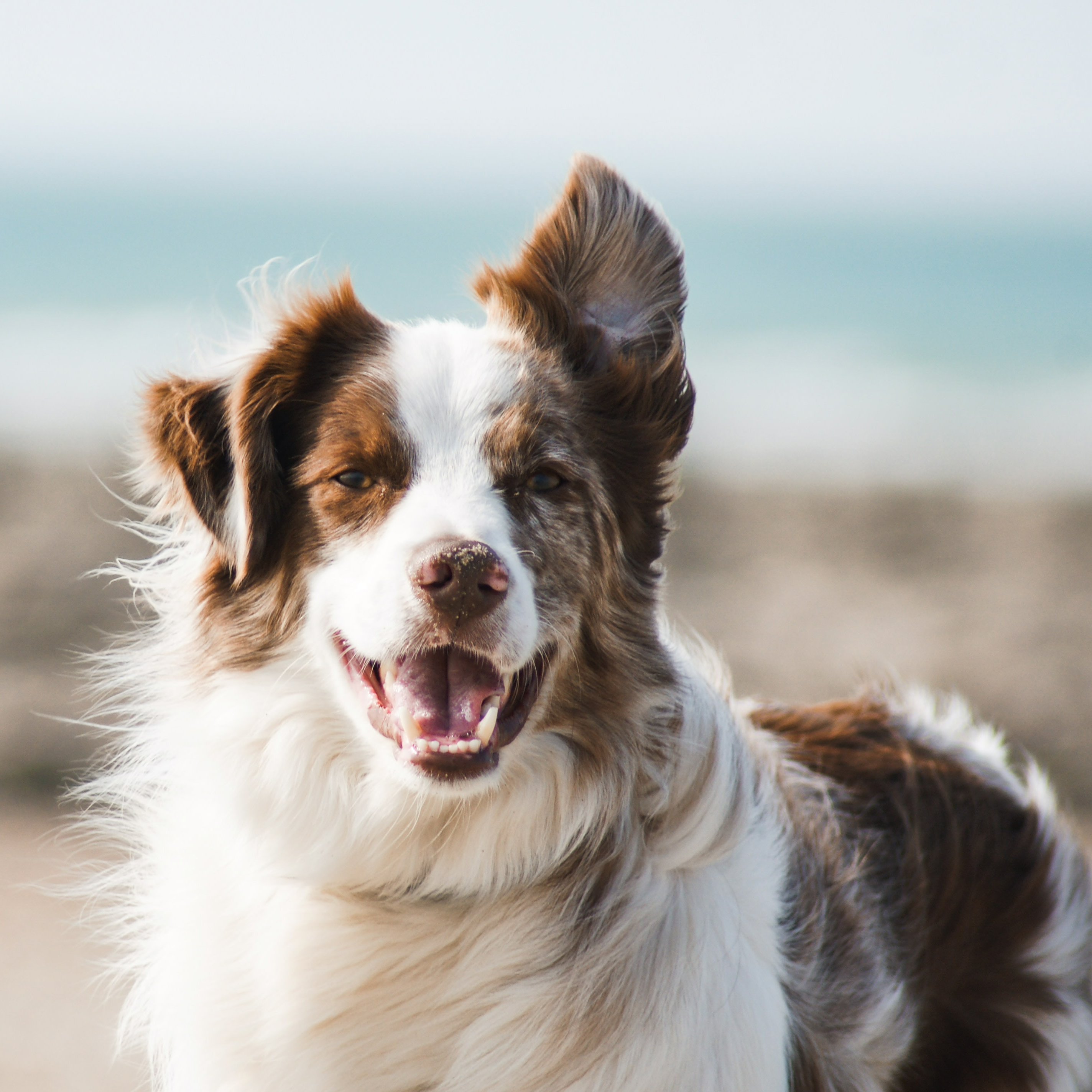 Hung (candidus.lens) Lens social identity (.lens handle) PFP