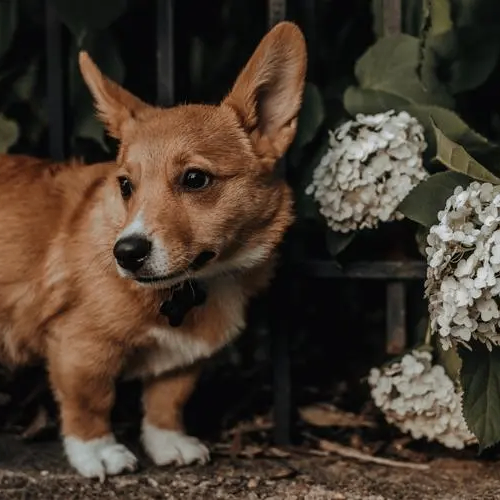 Hilary (dddddg.lens) Lens social identity (.lens handle) PFP