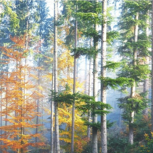 Igigug (igigug.lens) Lens social identity (.lens handle) PFP