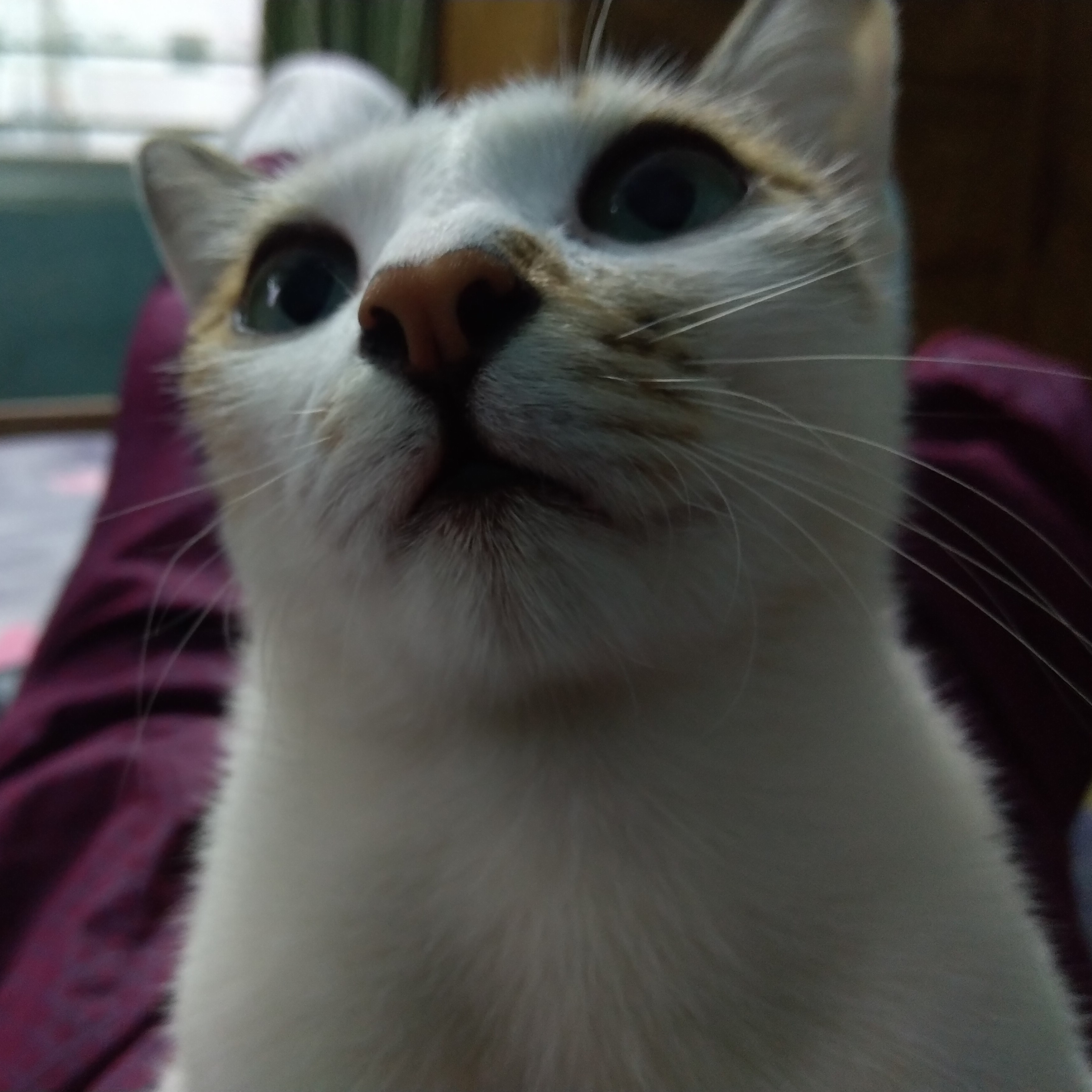 RS3L (rirasel55.lens) Lens social identity (.lens handle) PFP