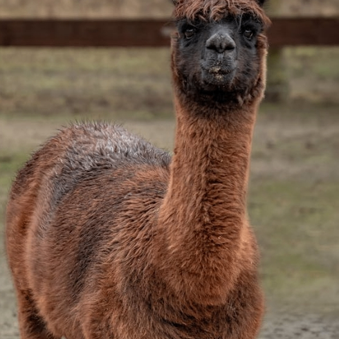 oigsah (hklhzz.lens) Lens social identity (.lens handle) PFP