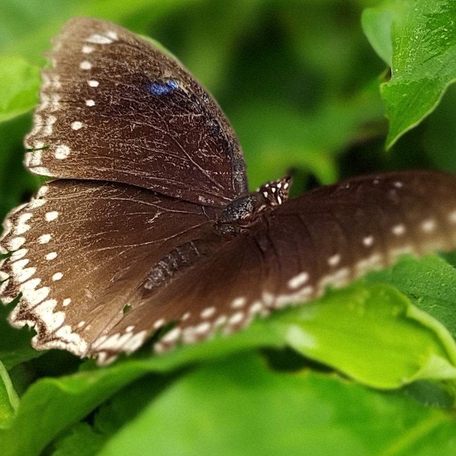 soumyaranjan (rose7.lens) Lens social identity (.lens handle) PFP