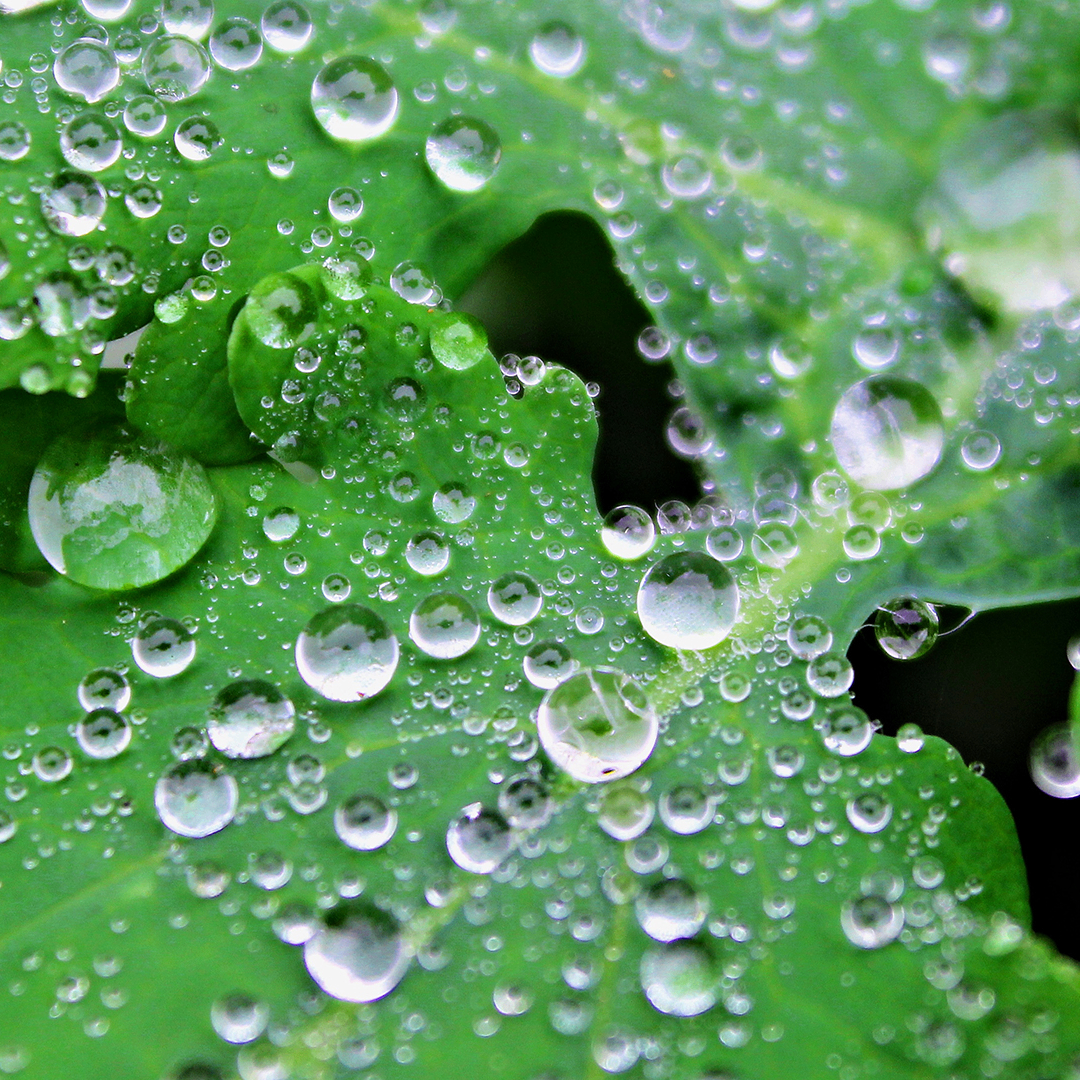 fol (dfgaa3.lens) Lens social identity (.lens handle) PFP