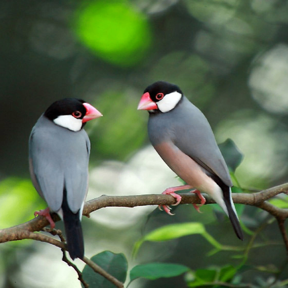 Nat Shakespeare (wwwwv.lens) Lens social identity (.lens handle) PFP