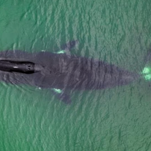 hjhvjbhjbhj (vggggg.lens) Lens social identity (.lens handle) PFP