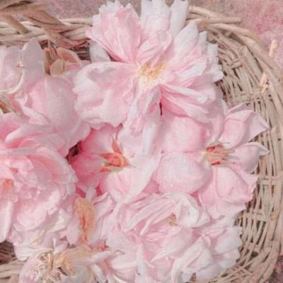 たけし (lionmas.lens) Lens social identity (.lens handle) PFP