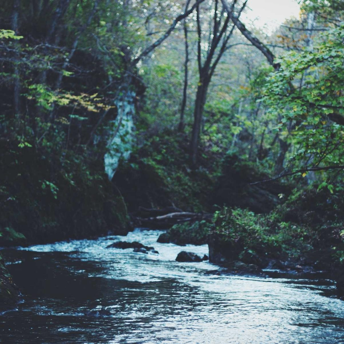 AIAdmirer (raphaelsawayn.lens) Lens social identity (.lens handle) PFP