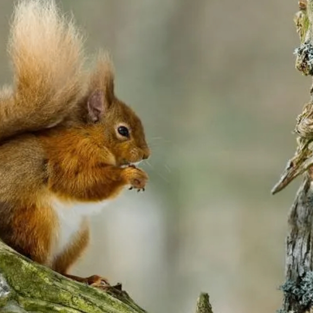 Edgar Poe (jjjju.lens) Lens social identity (.lens handle) PFP