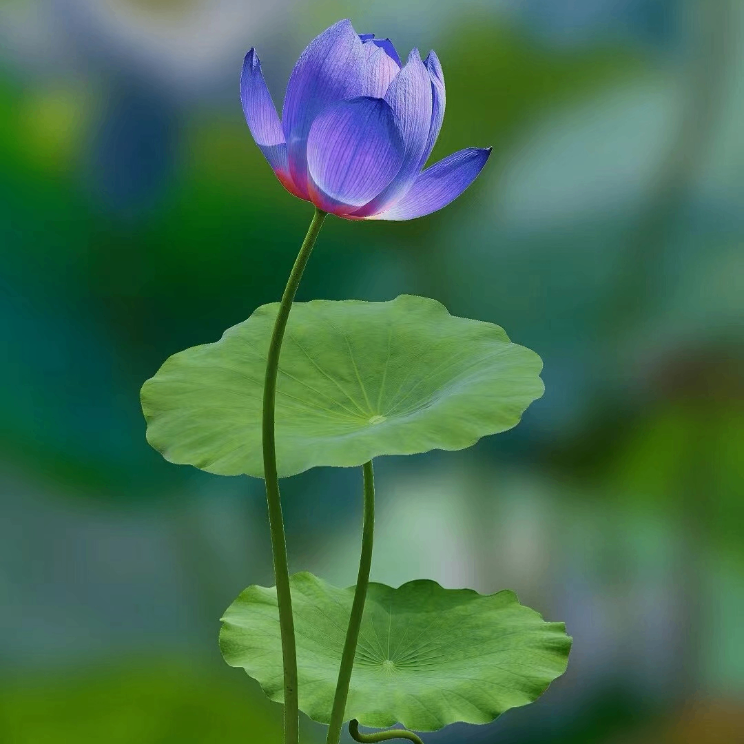 886300 (886300.lens) Lens social identity (.lens handle) PFP