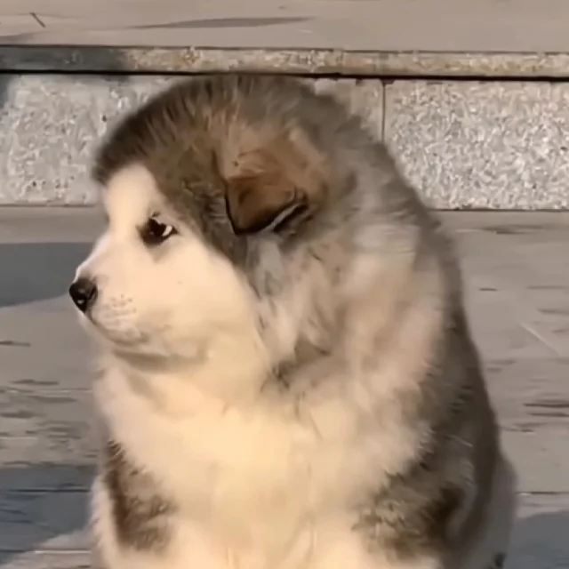 kingsley (hsjsj7i.lens) Lens social identity (.lens handle) PFP