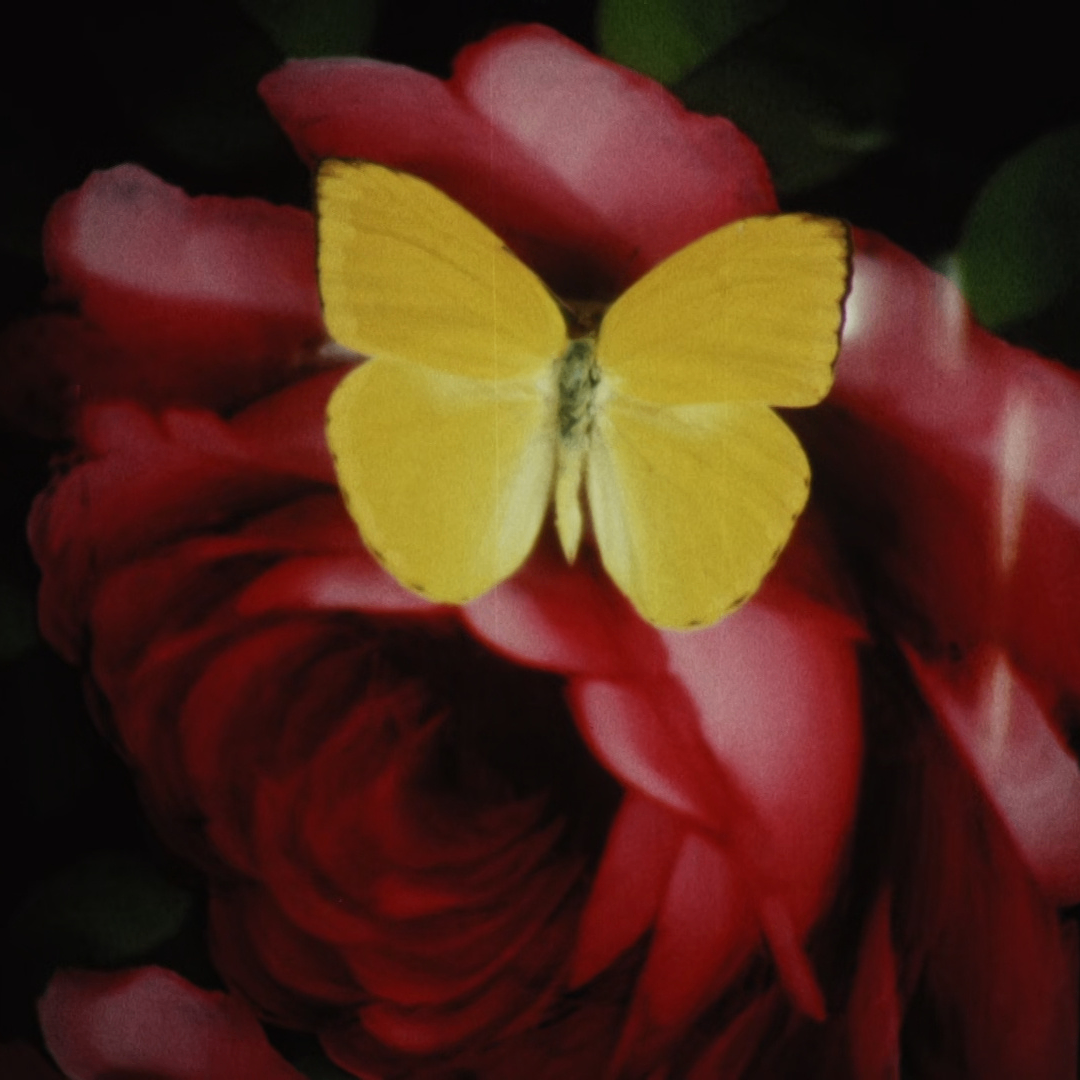 Jessica Davis (coldmood.lens) Lens social identity (.lens handle) PFP