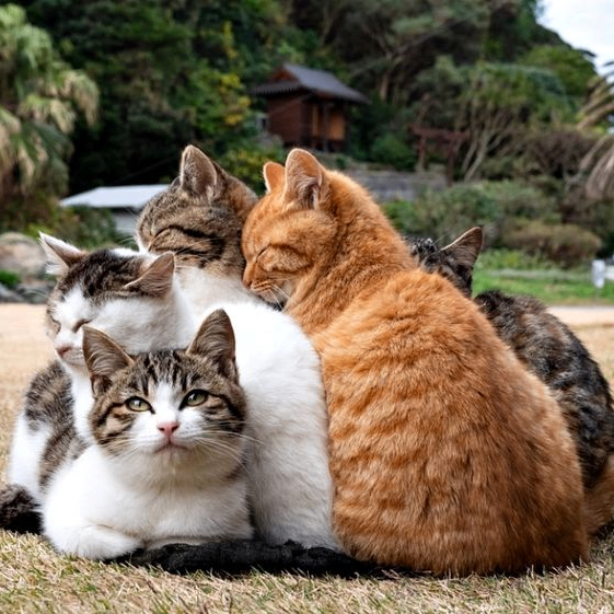 Sunil Herath (mcisaohfdwq.lens) Lens social identity (.lens handle) PFP