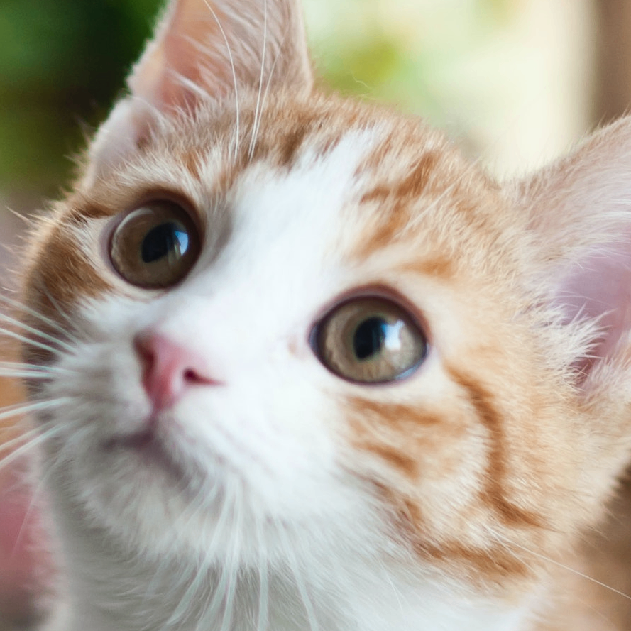 Tuba (astrocat.lens) Lens social identity (.lens handle) PFP