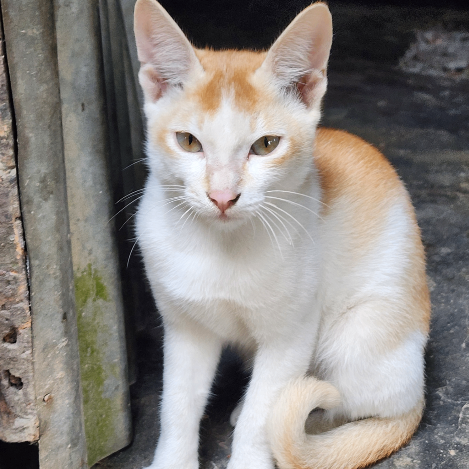 Rakib (bit1317.lens) Lens social identity (.lens handle) PFP