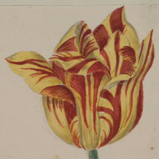 efertari (efertari.lens) Lens social identity (.lens handle) PFP