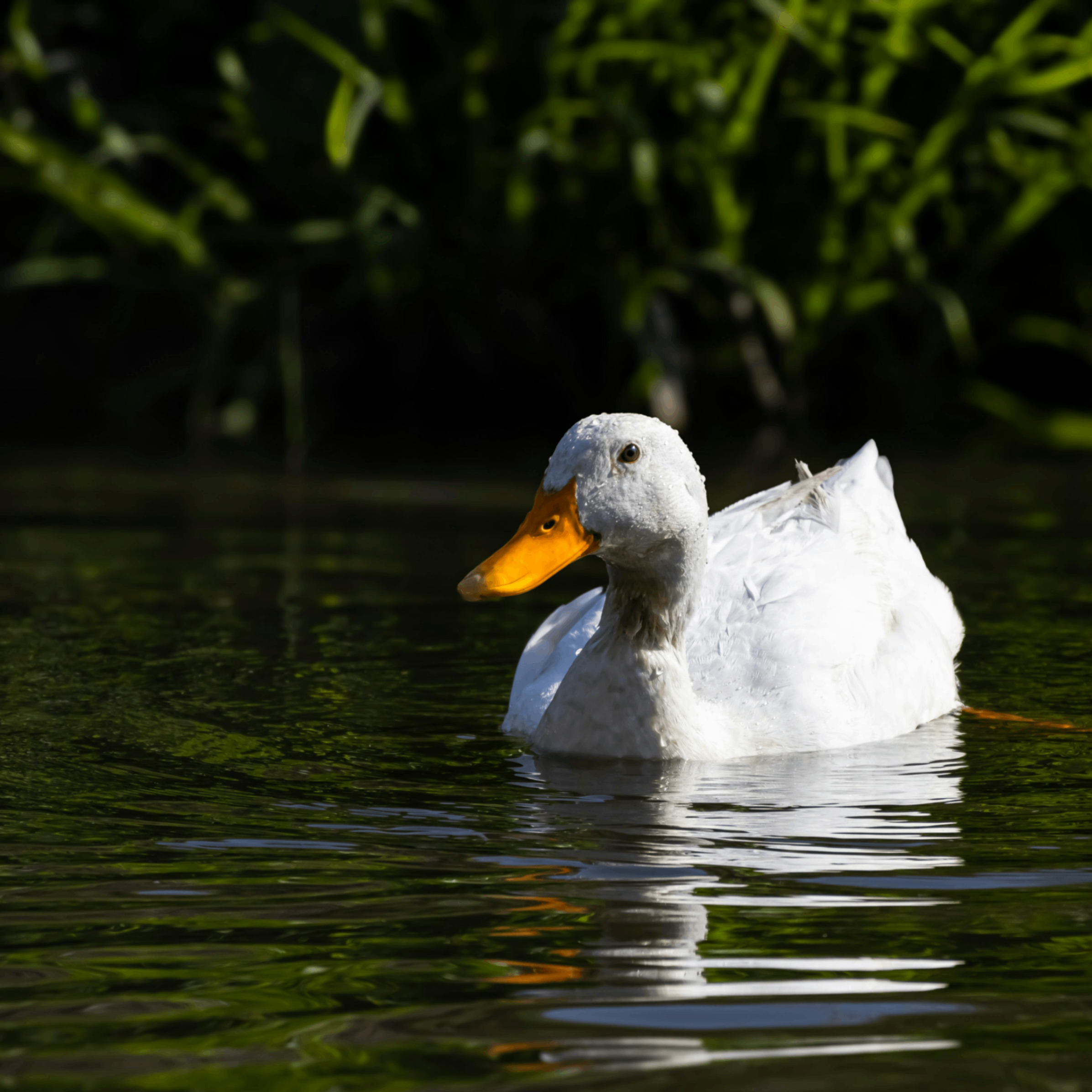 mirre (mirre.lens) Lens social identity (.lens handle) PFP