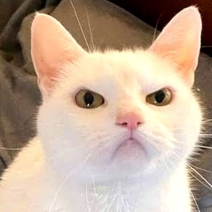 REINIEL (reiniel27.lens) Lens social identity (.lens handle) PFP