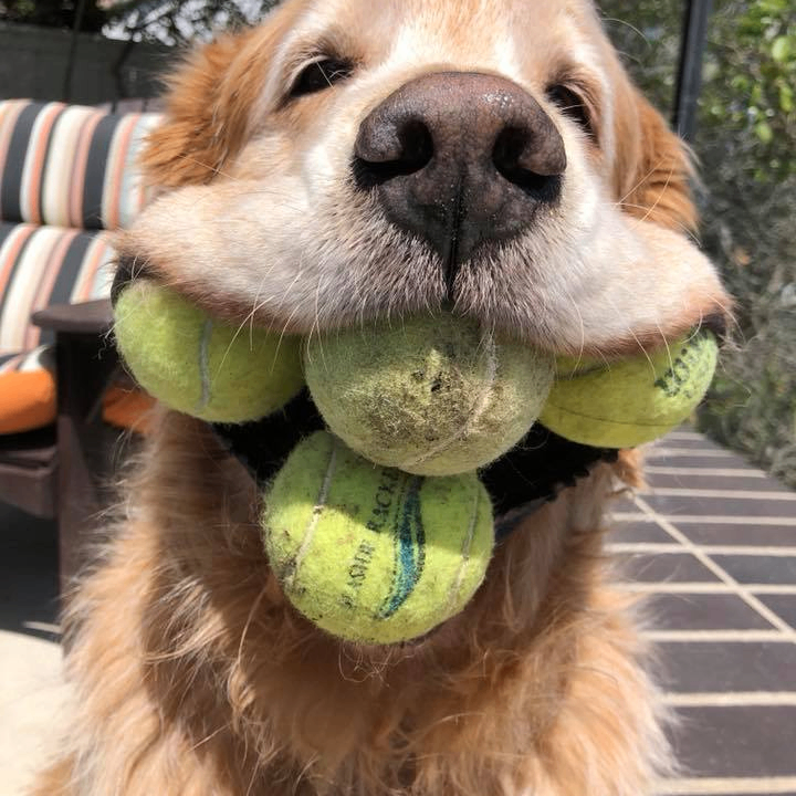 bravedog (bravedog.lens) Lens social identity (.lens handle) PFP