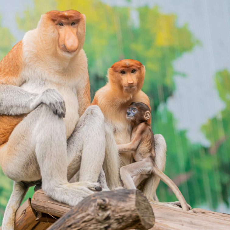 vhvbmn (ljjjjj.lens) Lens social identity (.lens handle) PFP