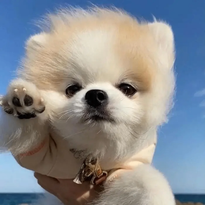 Frank Wilde (dddddx.lens) Lens social identity (.lens handle) PFP