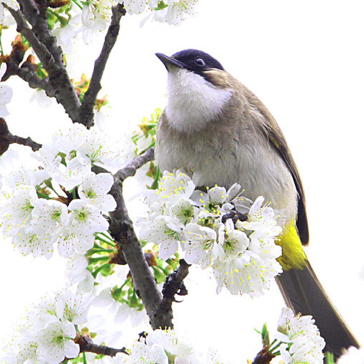 Liz Walton (wwwws.lens) Lens social identity (.lens handle) PFP